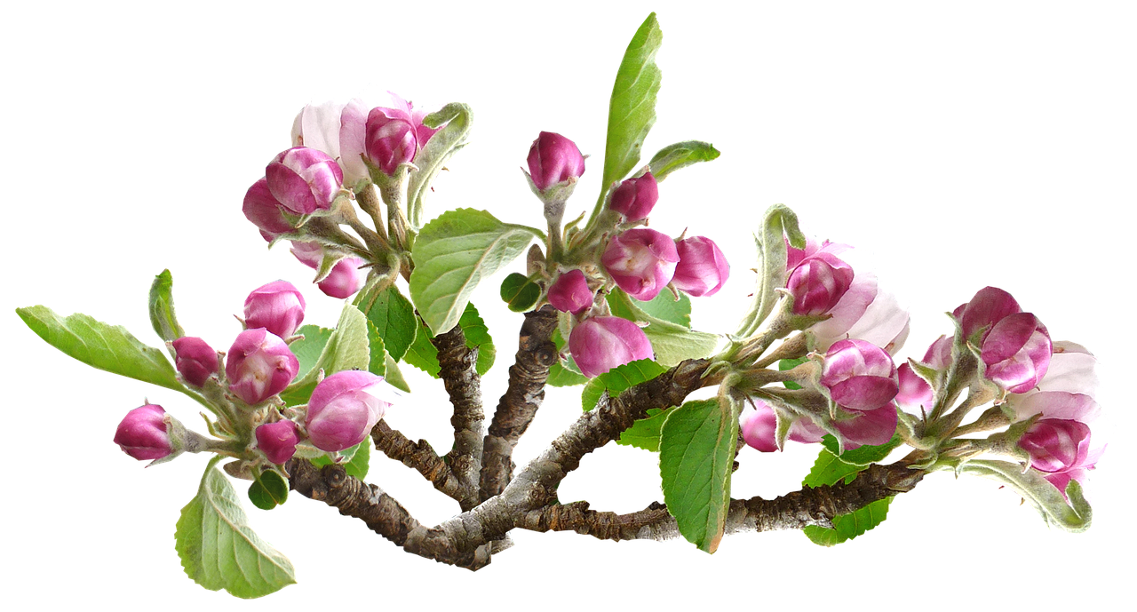 apple blossom  flower  tree free photo