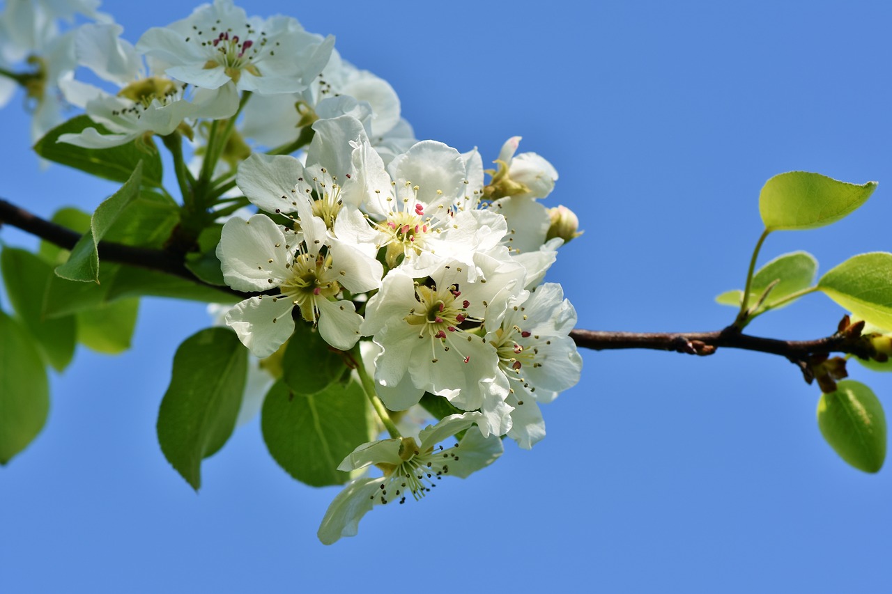 apple blossom  blossom  bloom free photo