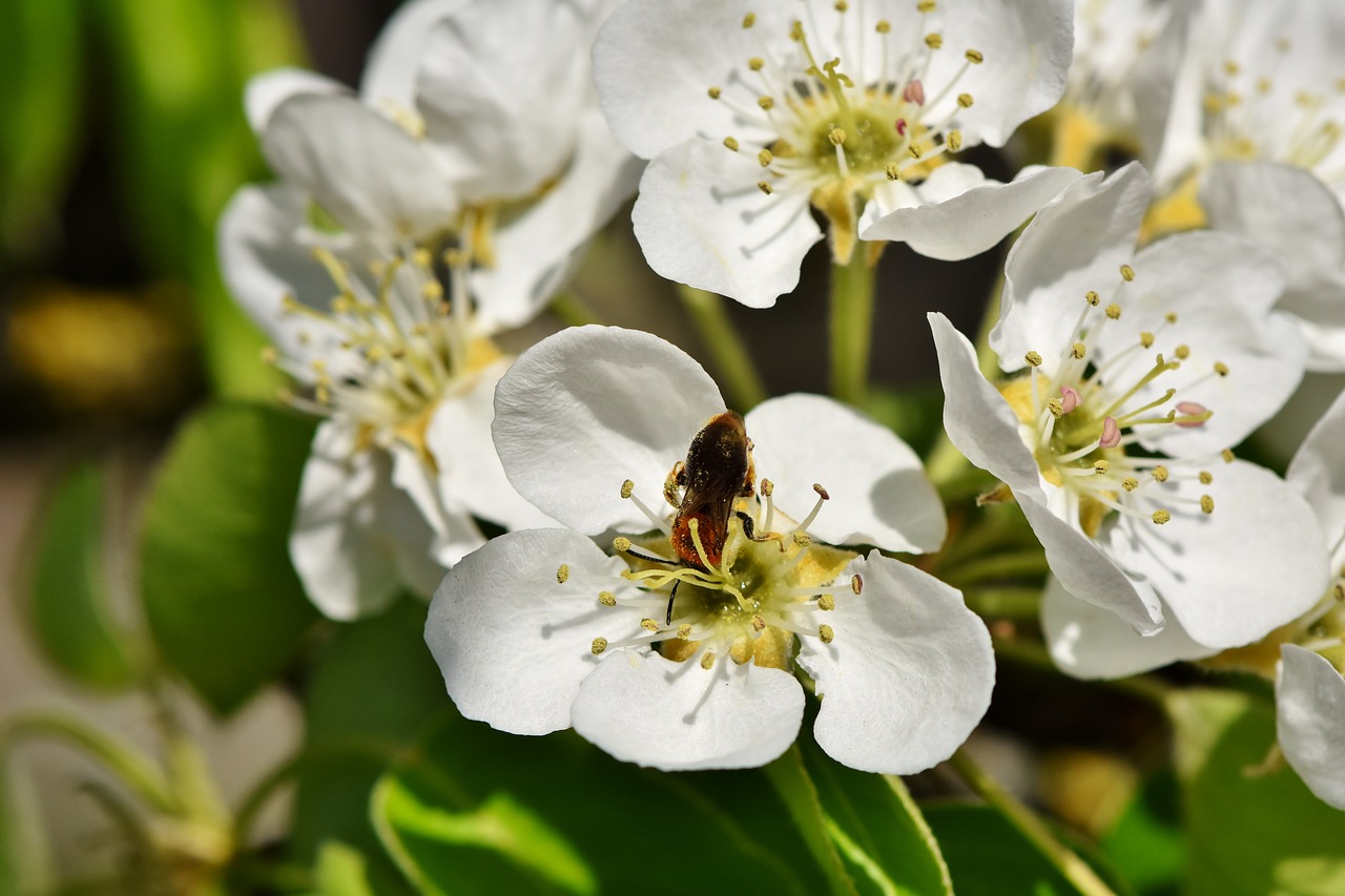 apple blossom  blossom  bloom free photo