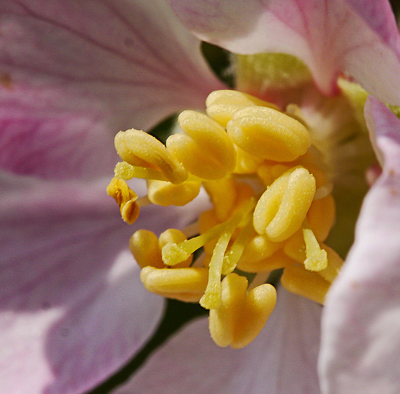 apple blossom  center  stamp free photo