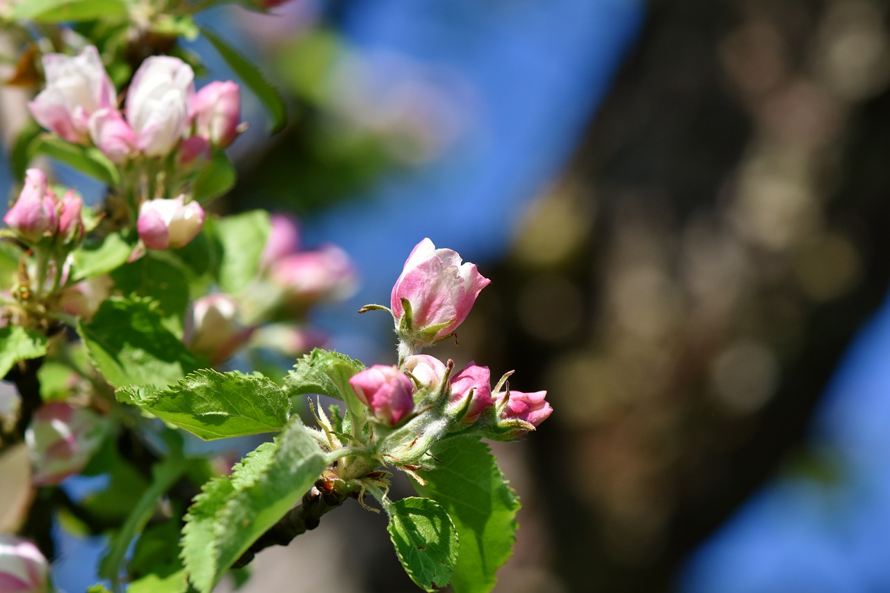 apple blossom  blossom  bloom free photo