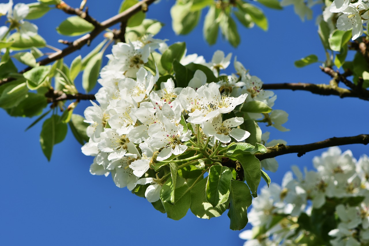 apple blossom  blossom  bloom free photo