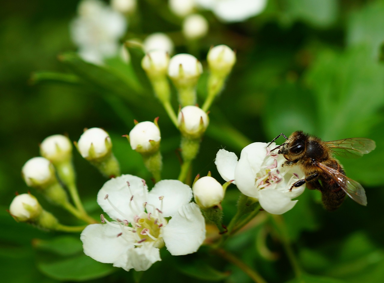 apple blossom apple tree bee free photo