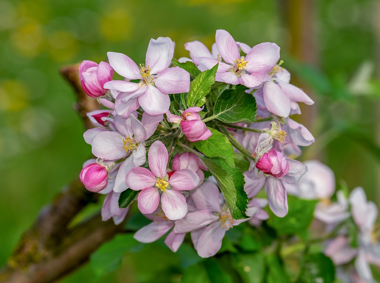 apple blossom  apple tree  blossom free photo