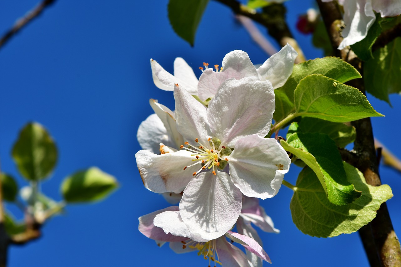 apple blossom  blossom  bloom free photo