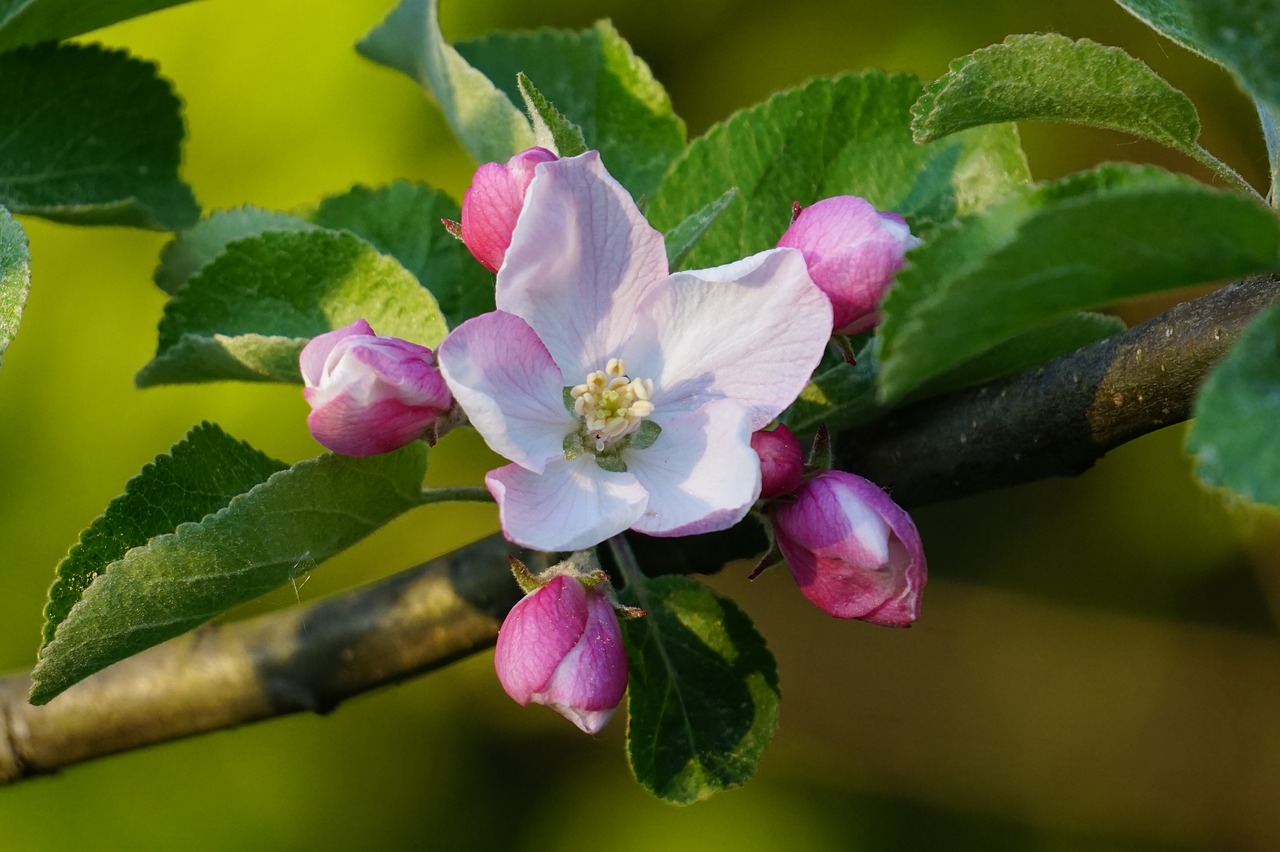 apple blossom  nature  plant free photo