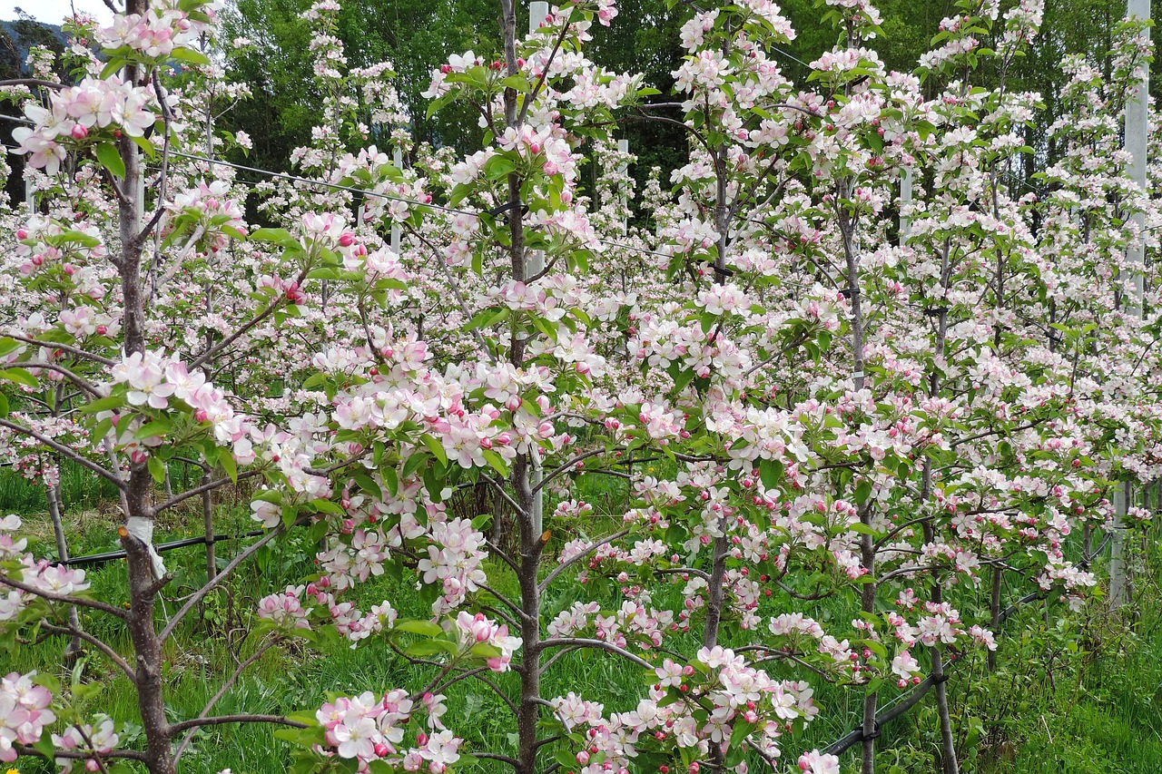 apple blossom  tree  plant free photo