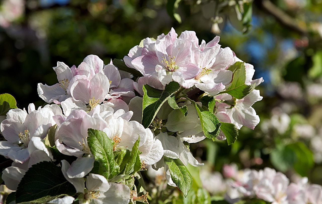 apple blossom  pink  fruit tree free photo