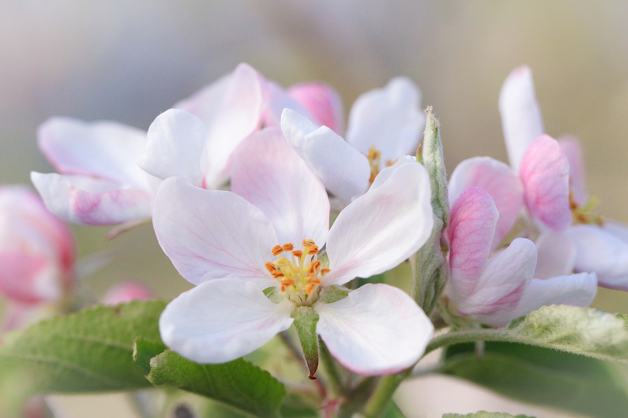 apple blossom  pink  white free photo