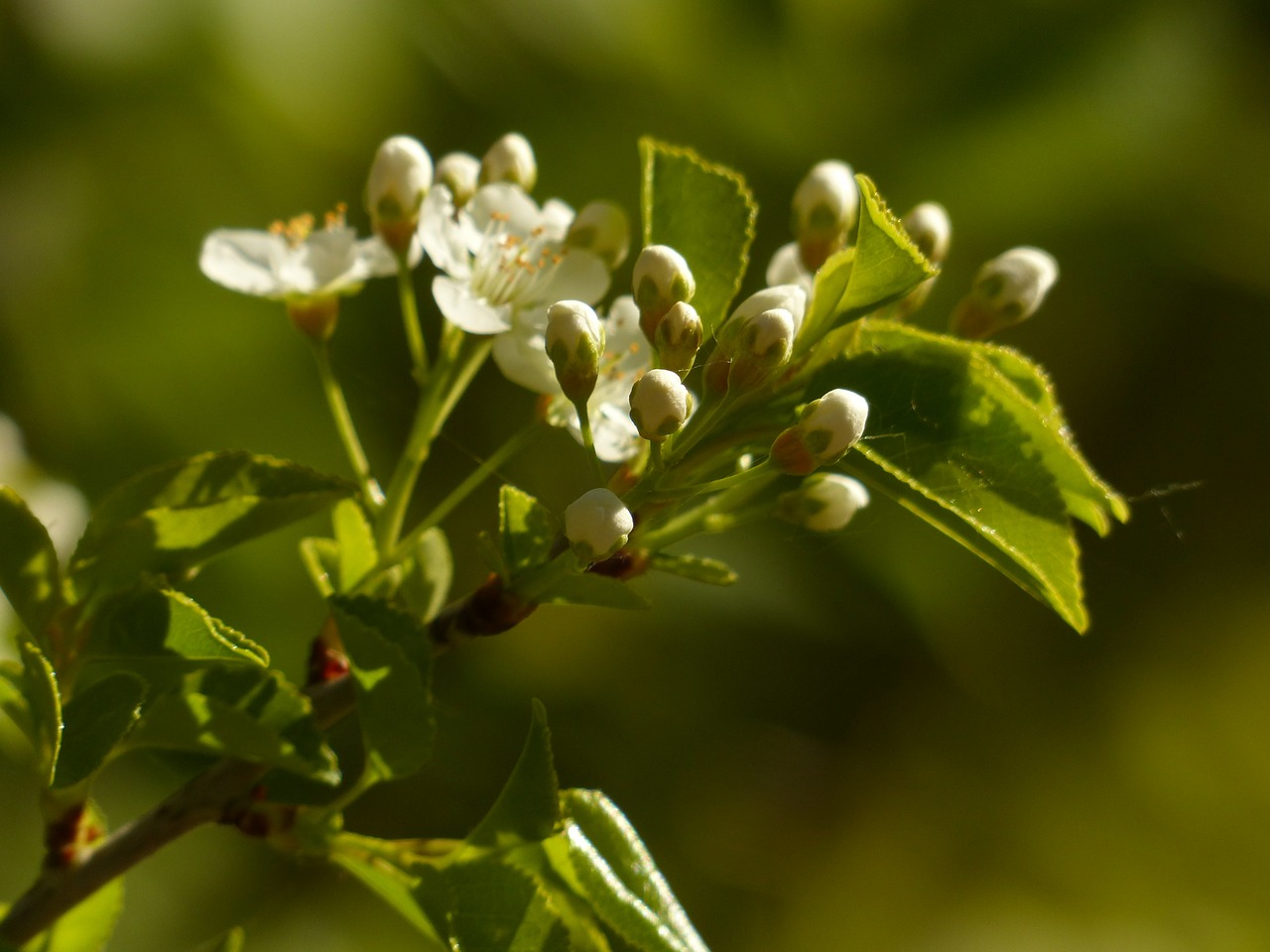 apple blossom branch flowers free photo