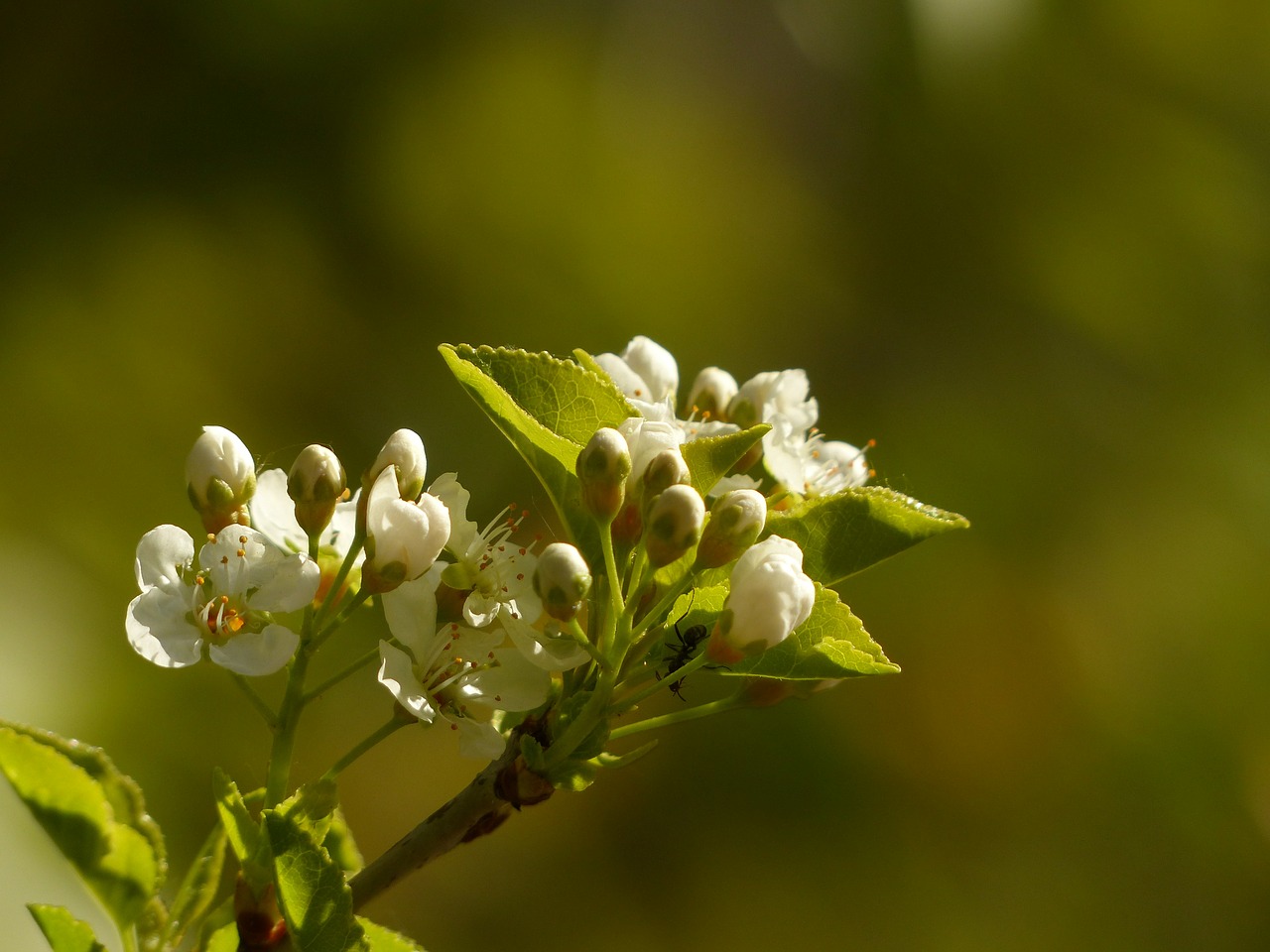 apple blossom branch flowers free photo