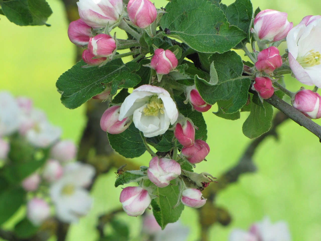 apple blossom  spring  nature free photo