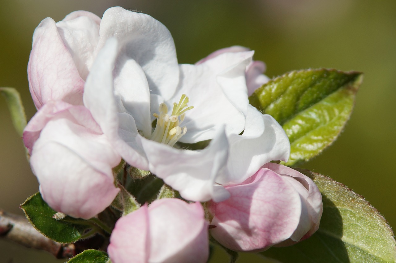 apple blossom  spring  nature free photo