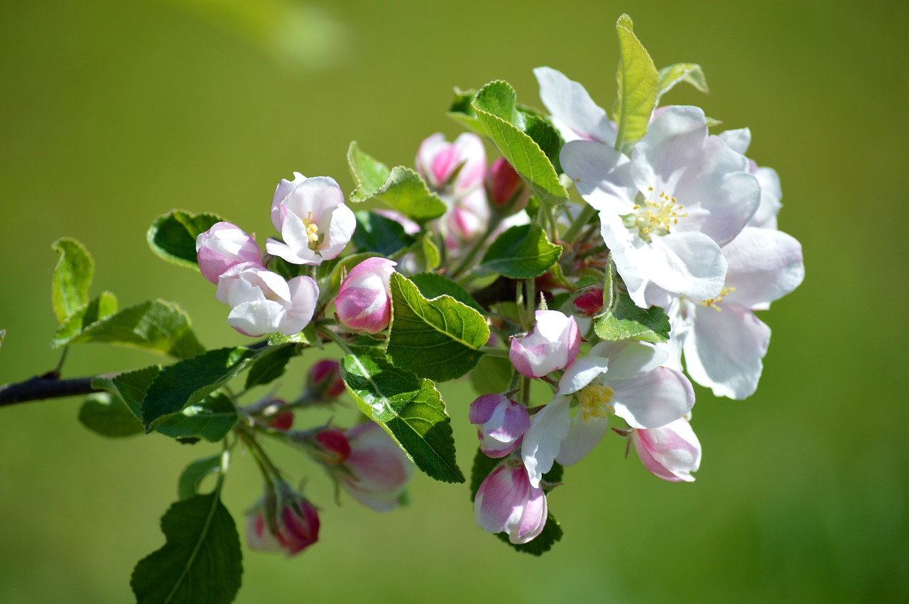 apple blossom  spring  flowers free photo