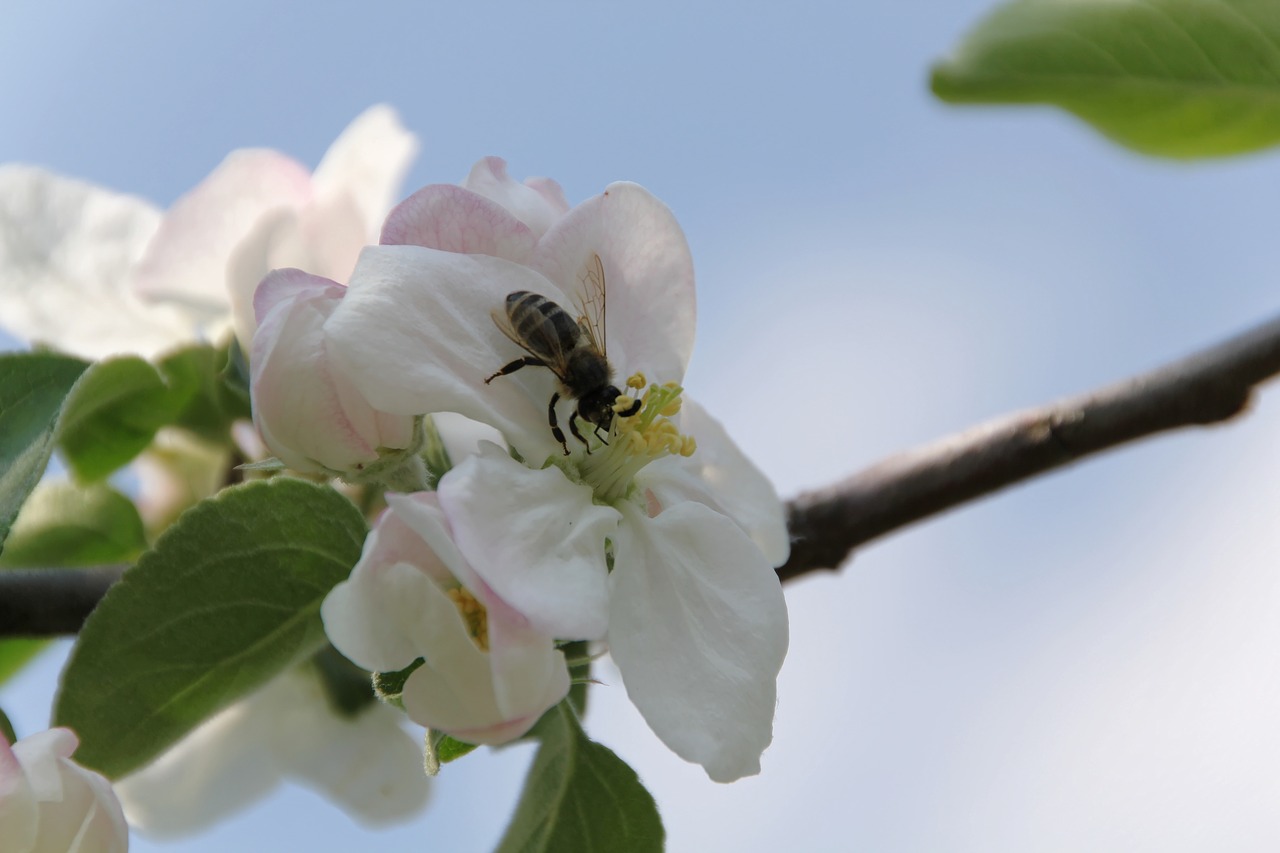 apple blossom  bee  spring free photo