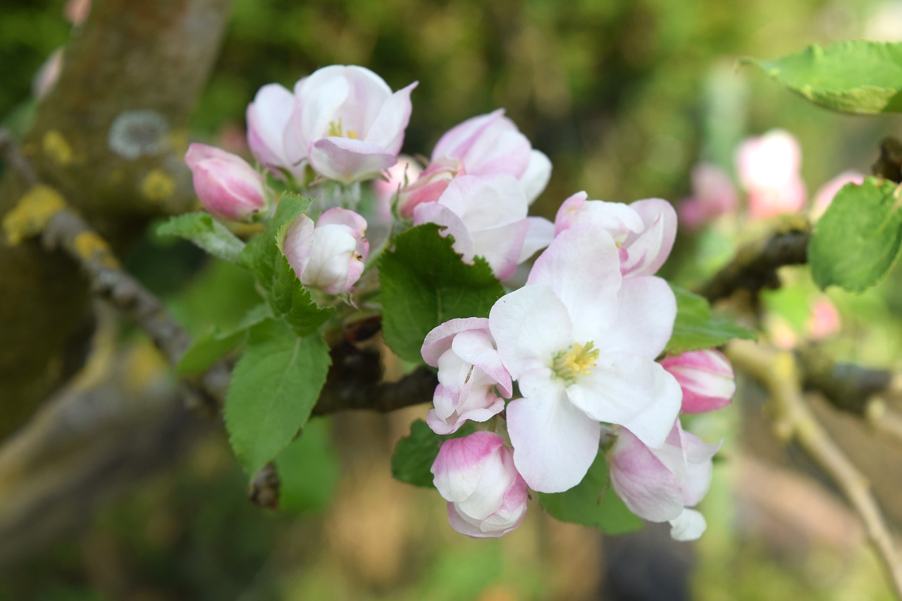 apple blossom  branch  fruit tree free photo