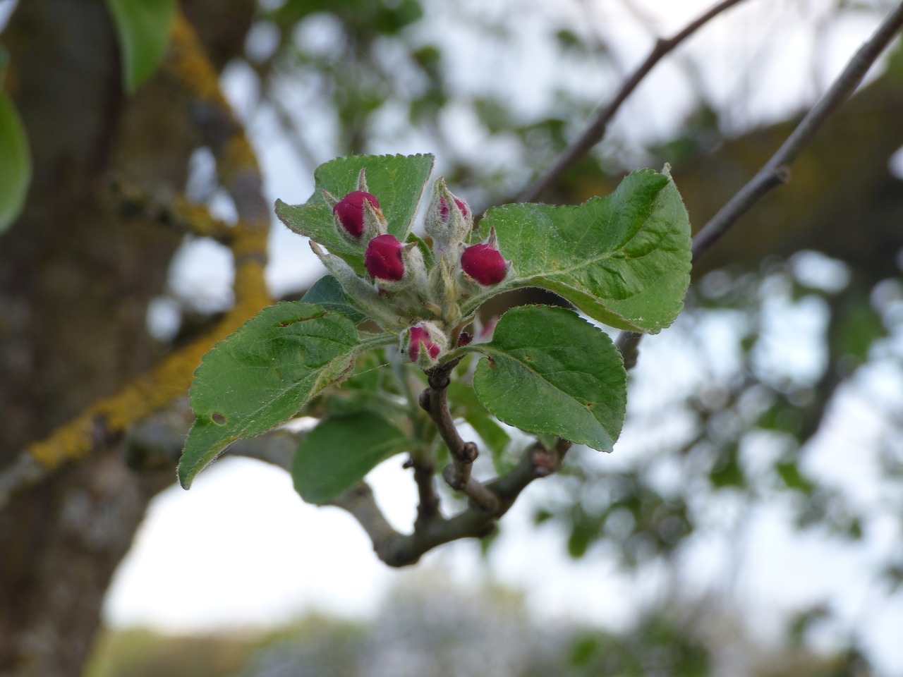 apple blossom  blossom  bloom free photo