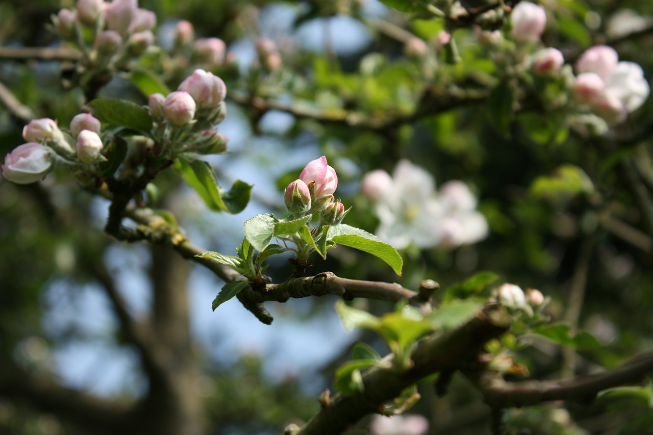 apple blossom apple tree spring free photo