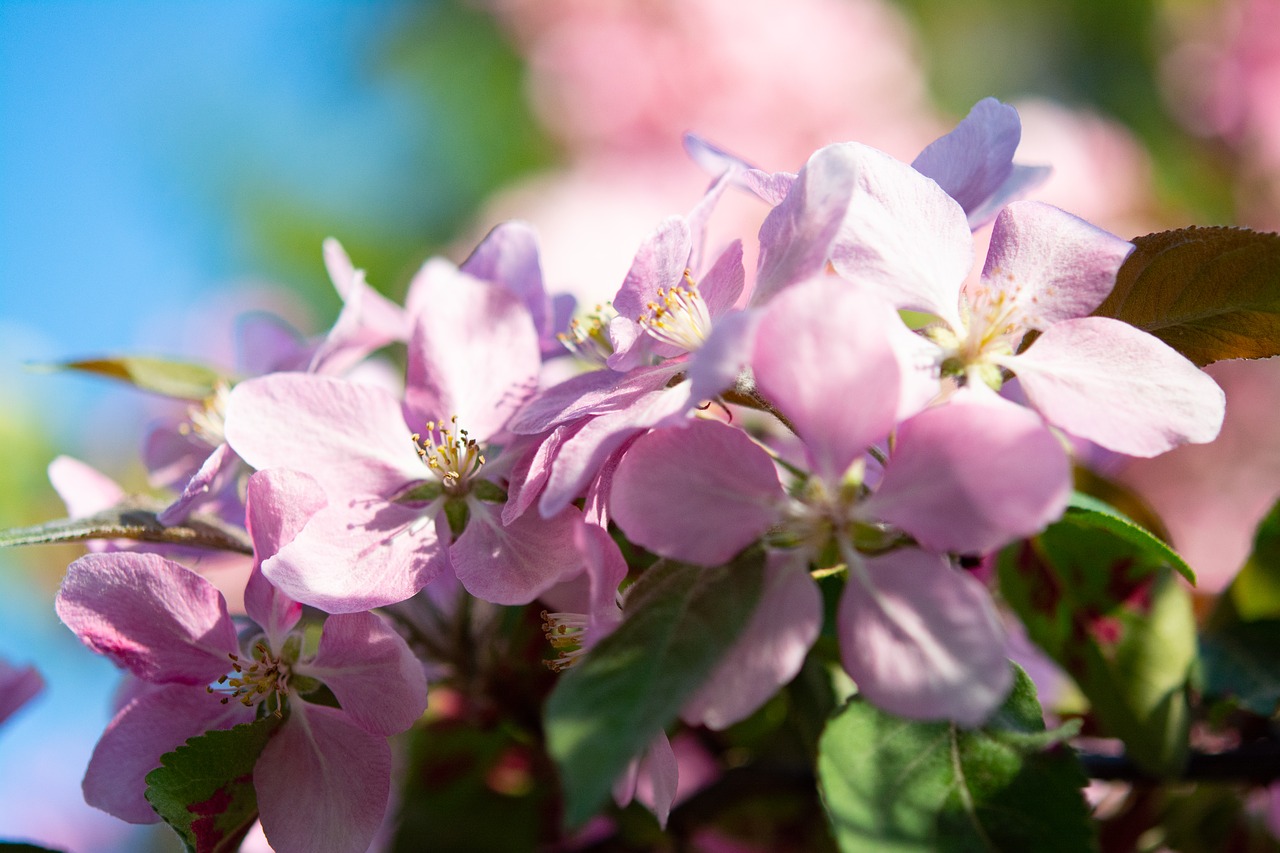 apple blossom  bloom  blossom free photo