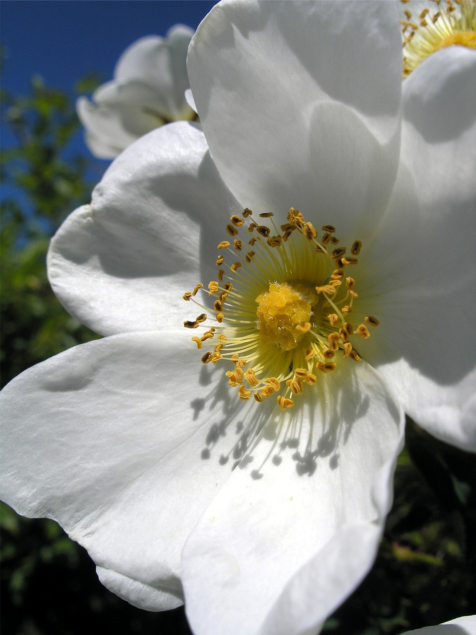 apple blossom spring white free photo