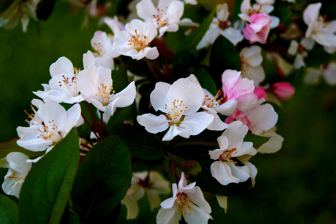 apple blossom  flower  white free photo