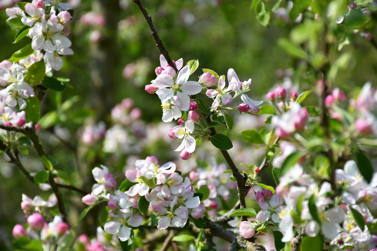 apple blossom  tree  apple tree free photo