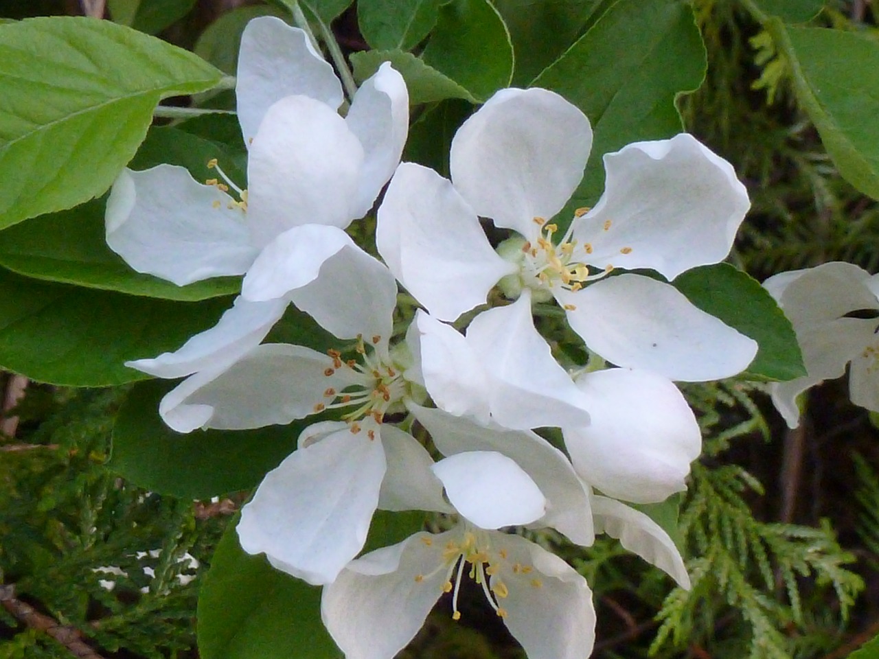 apple blossom white apple free photo