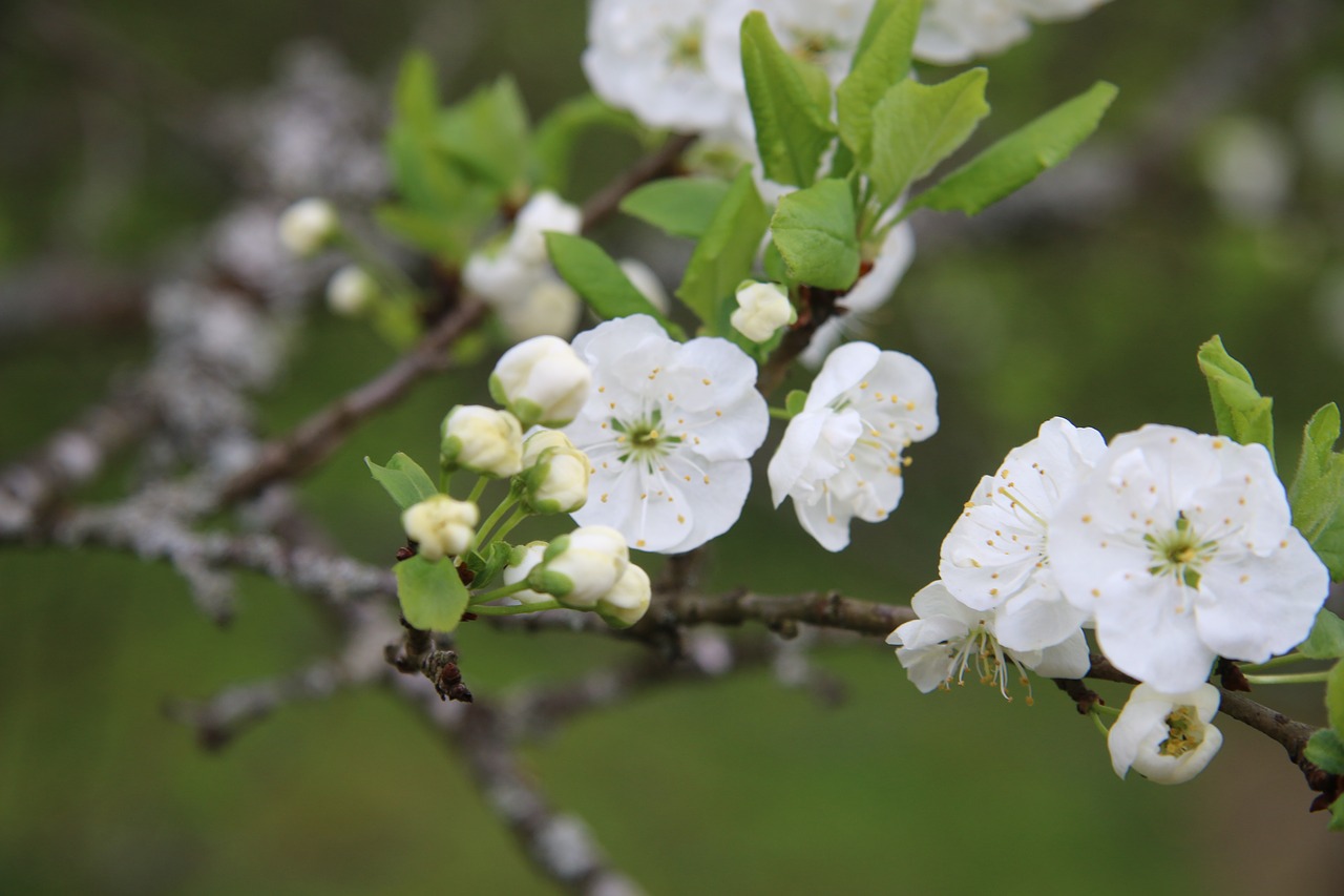 apple blossom  tree  summer free photo