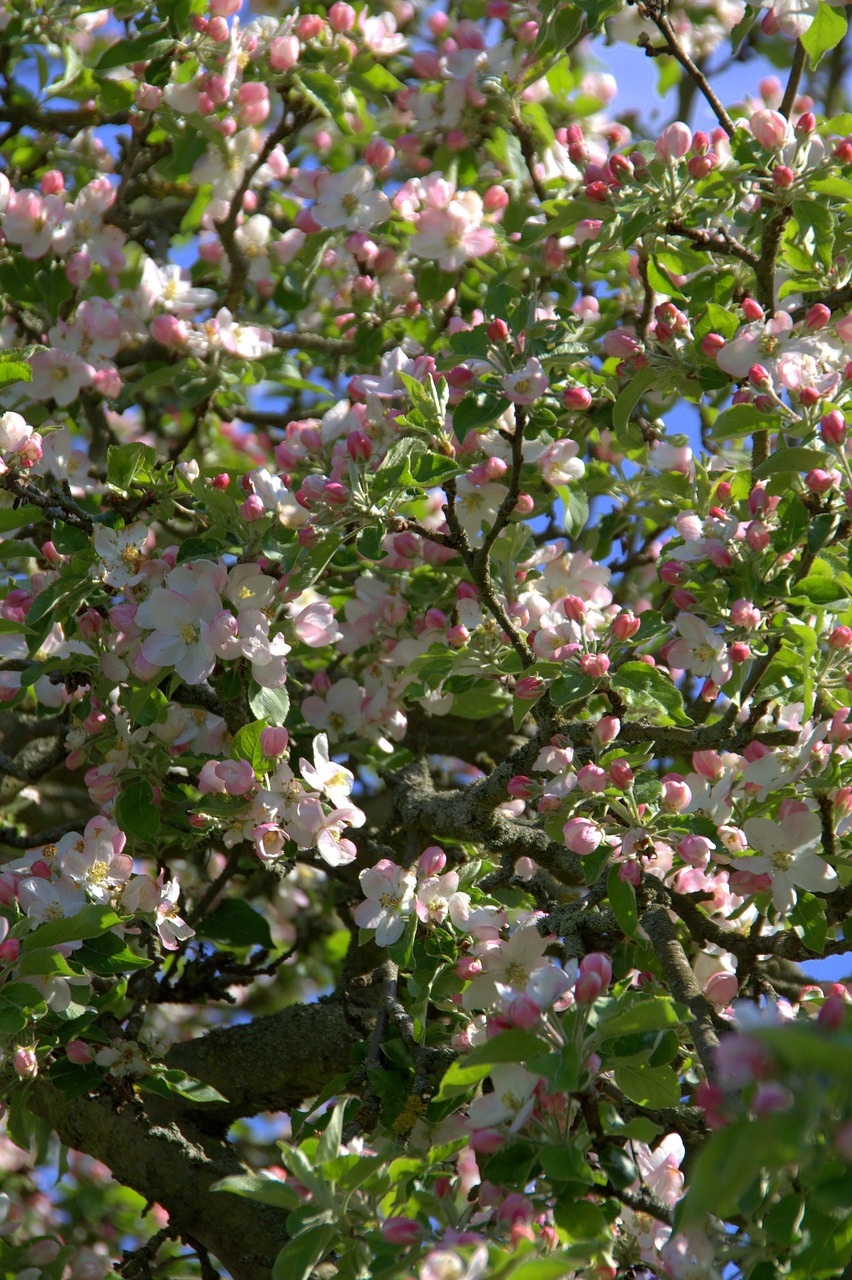 apple blossom  apple tree  blossom free photo