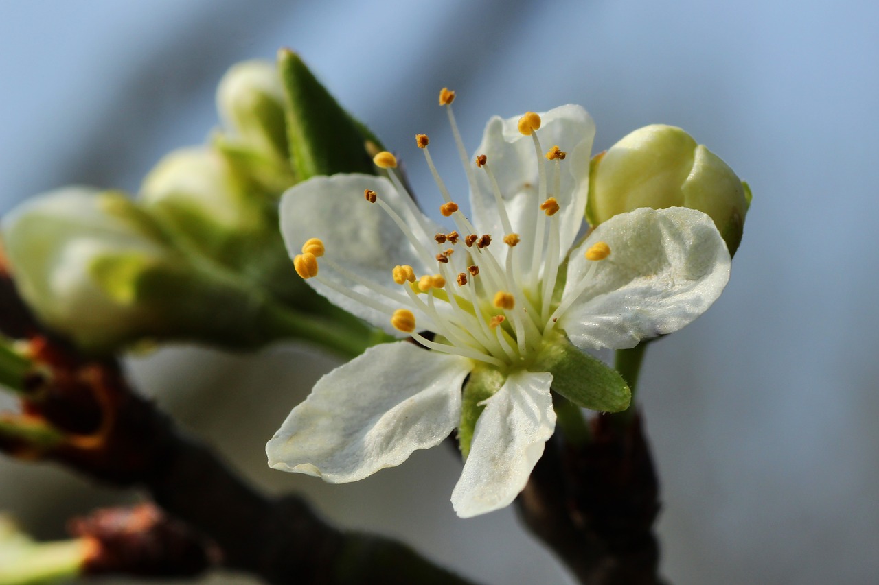 apple blossom  spring  nature free photo