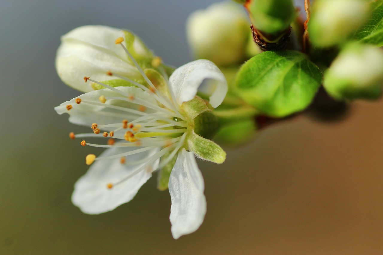 apple blossom  spring  nature free photo