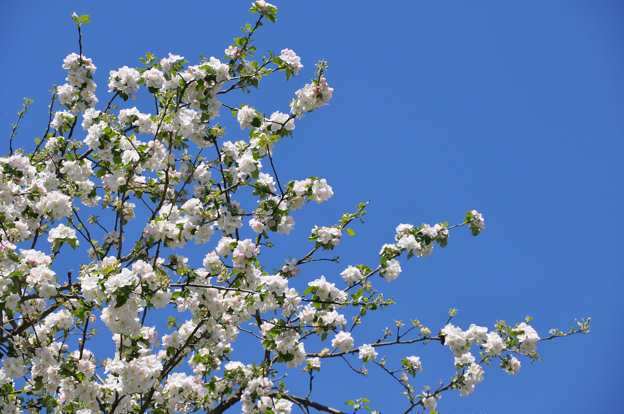 apple blossom spring apple tree free photo