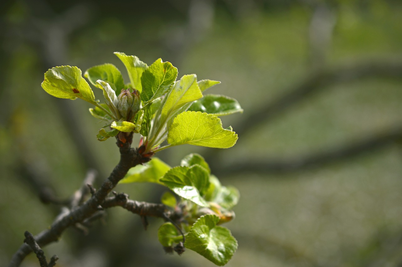 apple blossom  blossom  bloom free photo