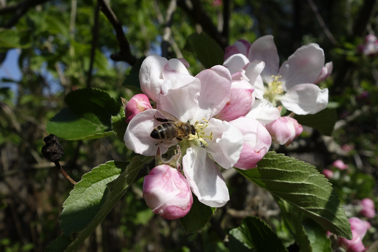 apple blossom  bees  apple tree free photo