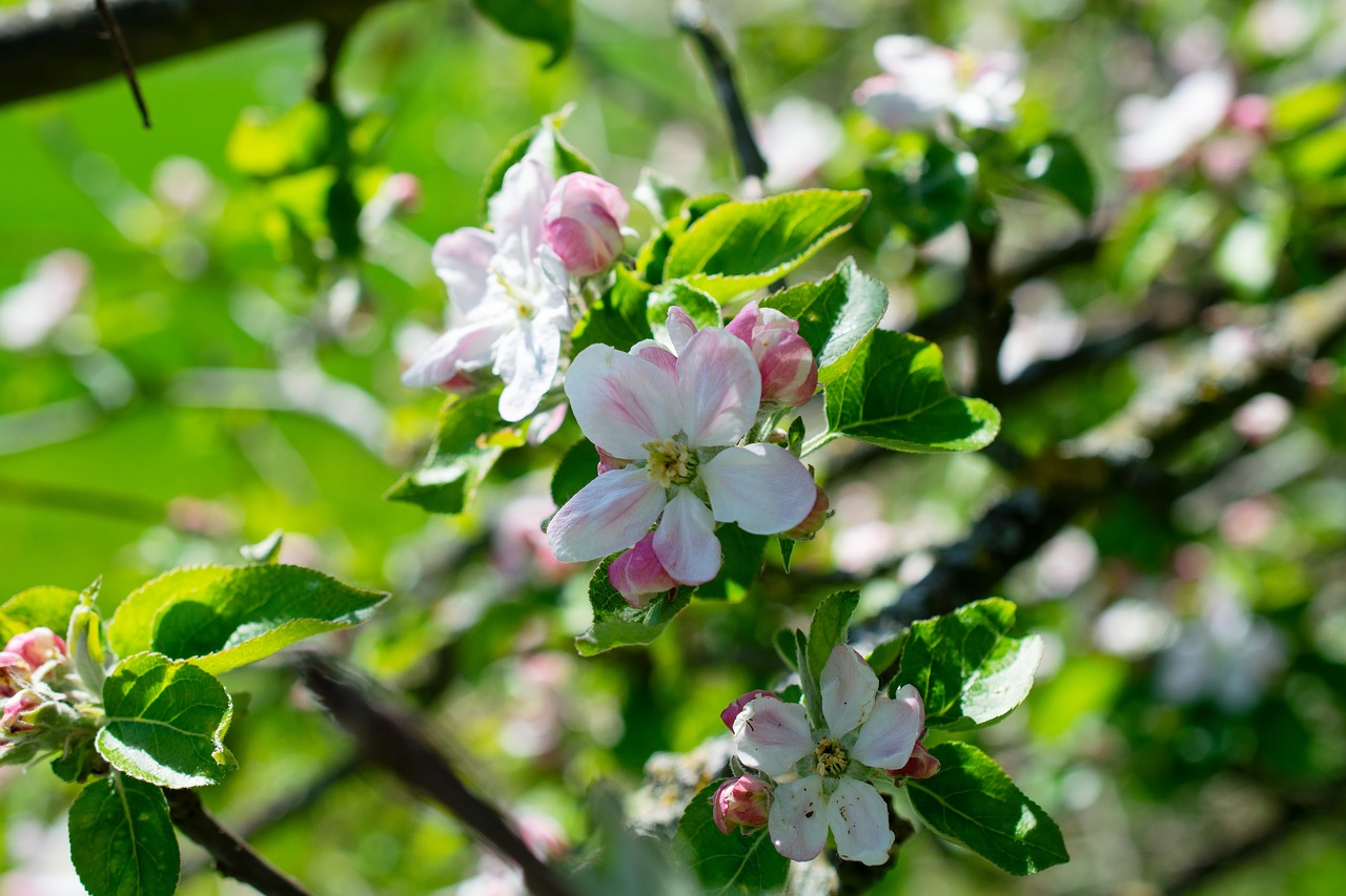 apple blossom  blossom  bloom free photo