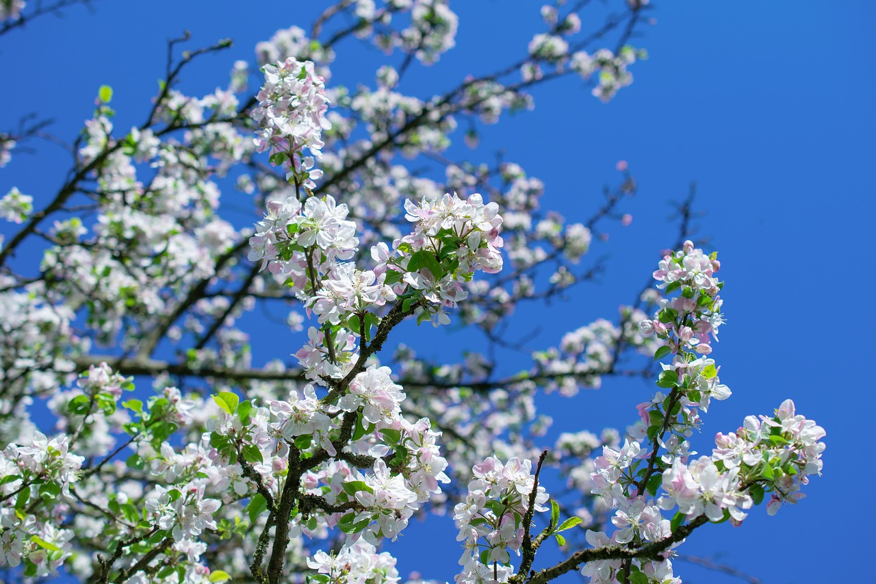 apple blossom  blossom  bloom free photo