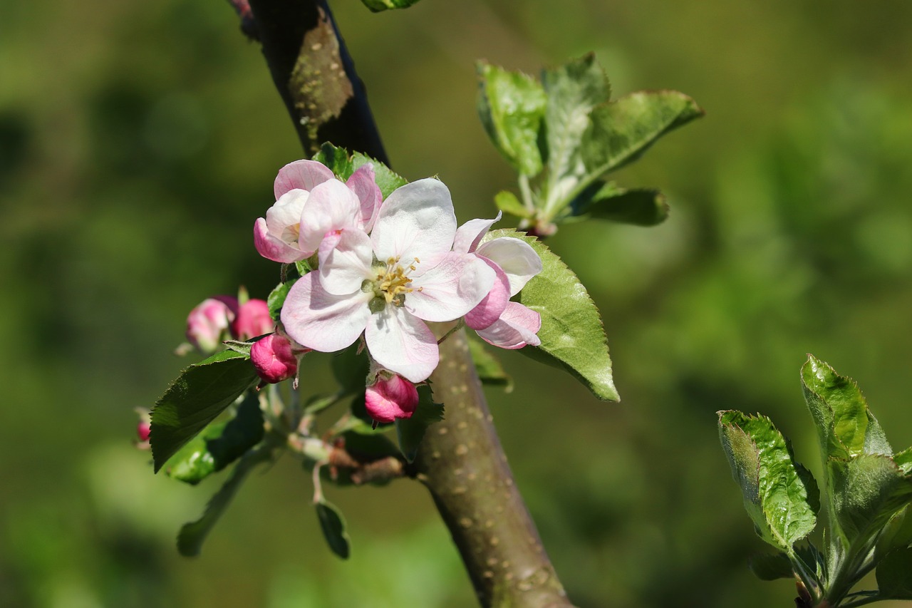 apple blossom  apple tree  spring free photo