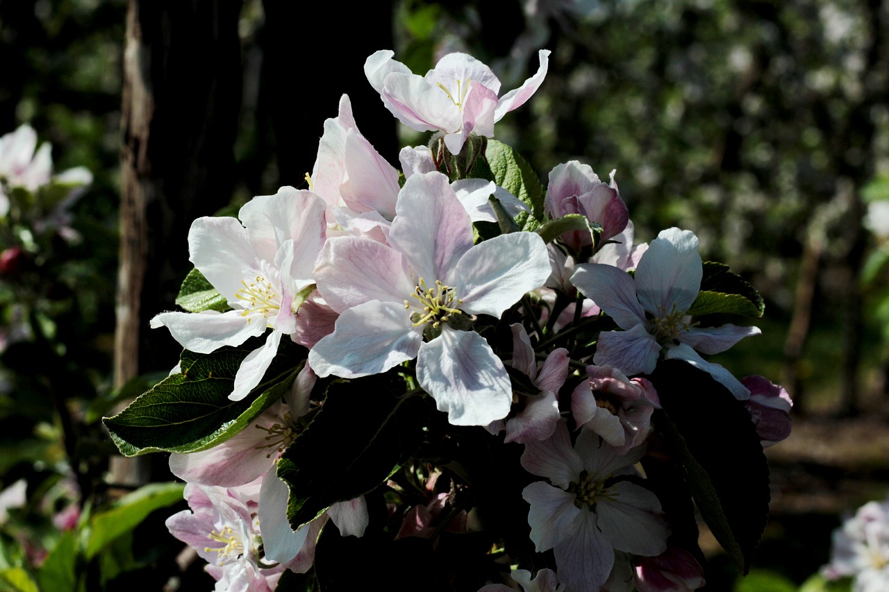 apple blossom  apple tree  pink free photo
