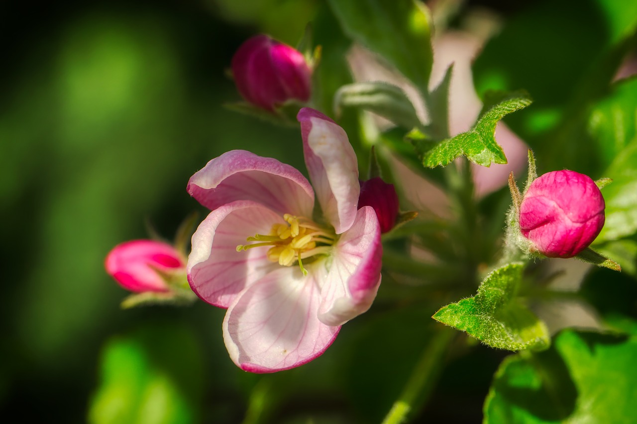 apple blossom  bloom  spring free photo