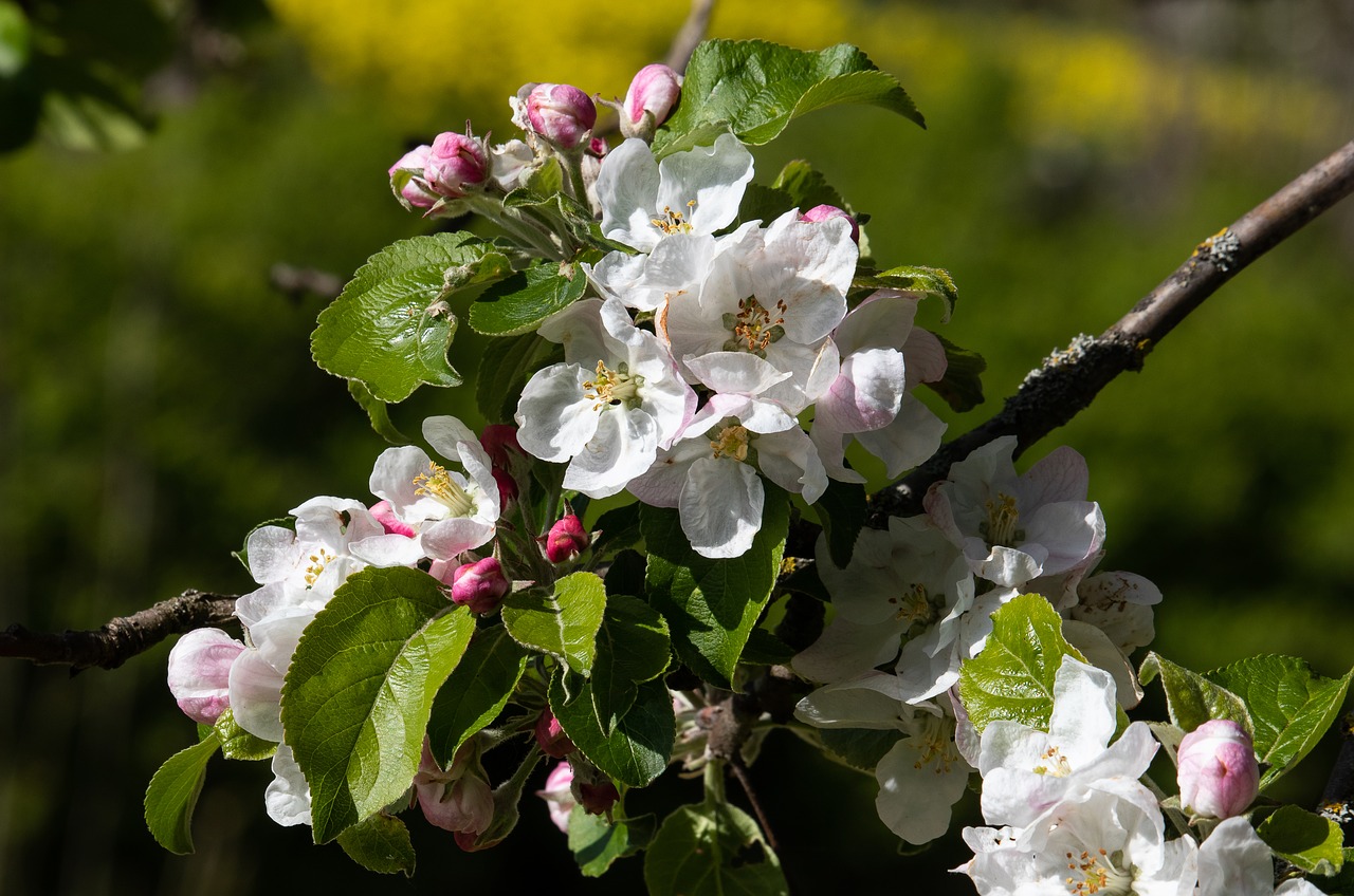 apple blossom  apple tree  apple tree blossom free photo