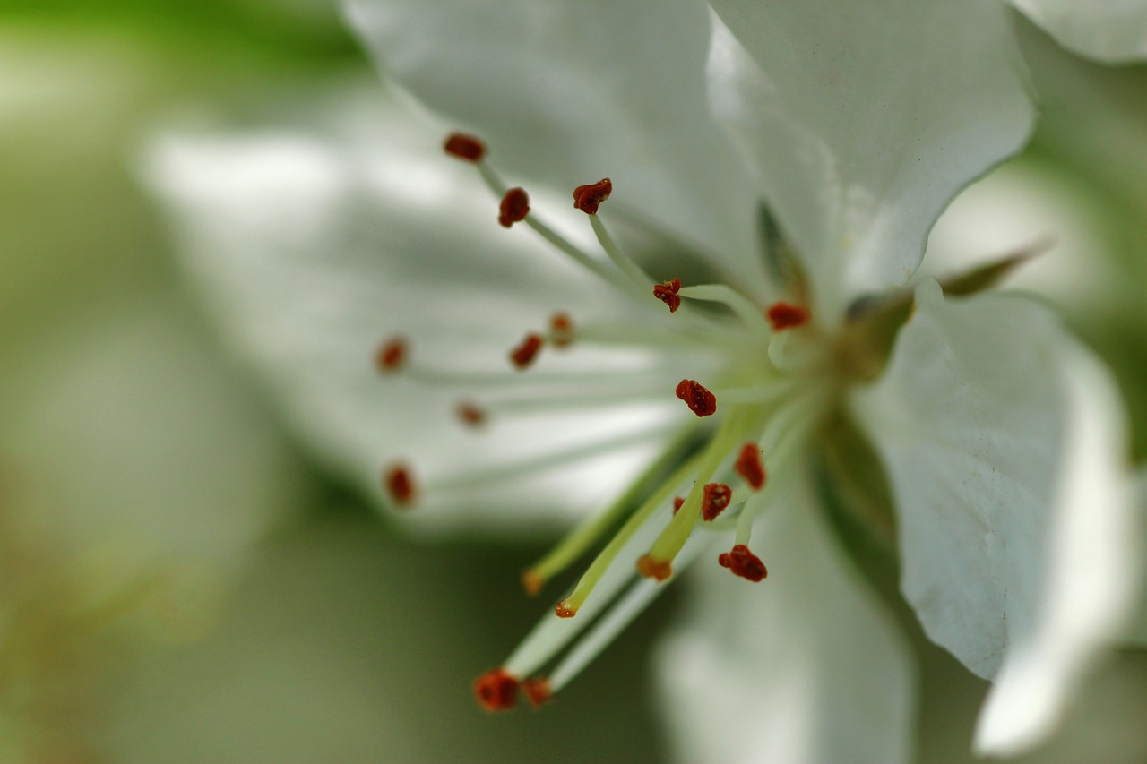 apple blossom  macro  blossom free photo