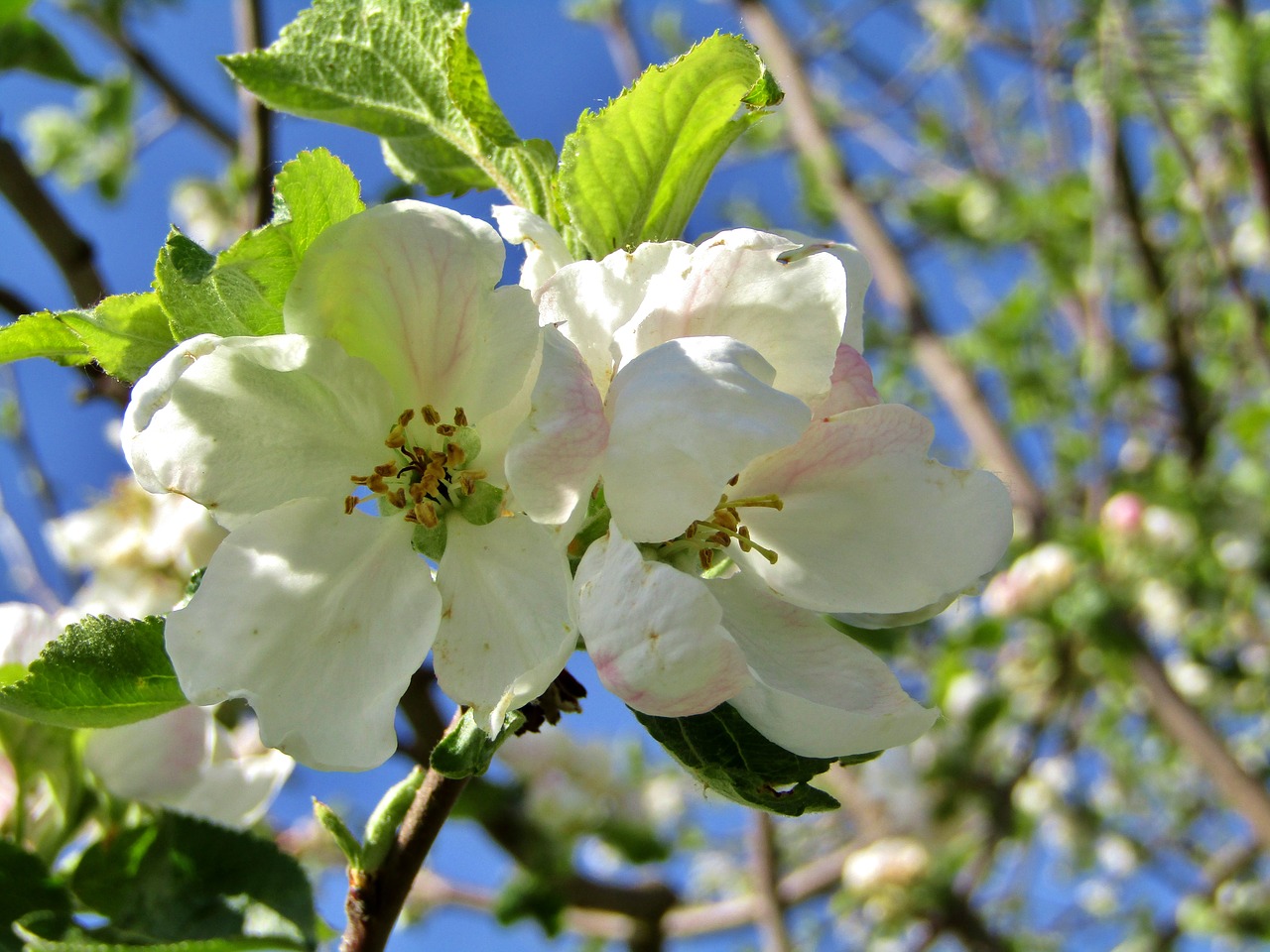 apple blossom  white  pink free photo