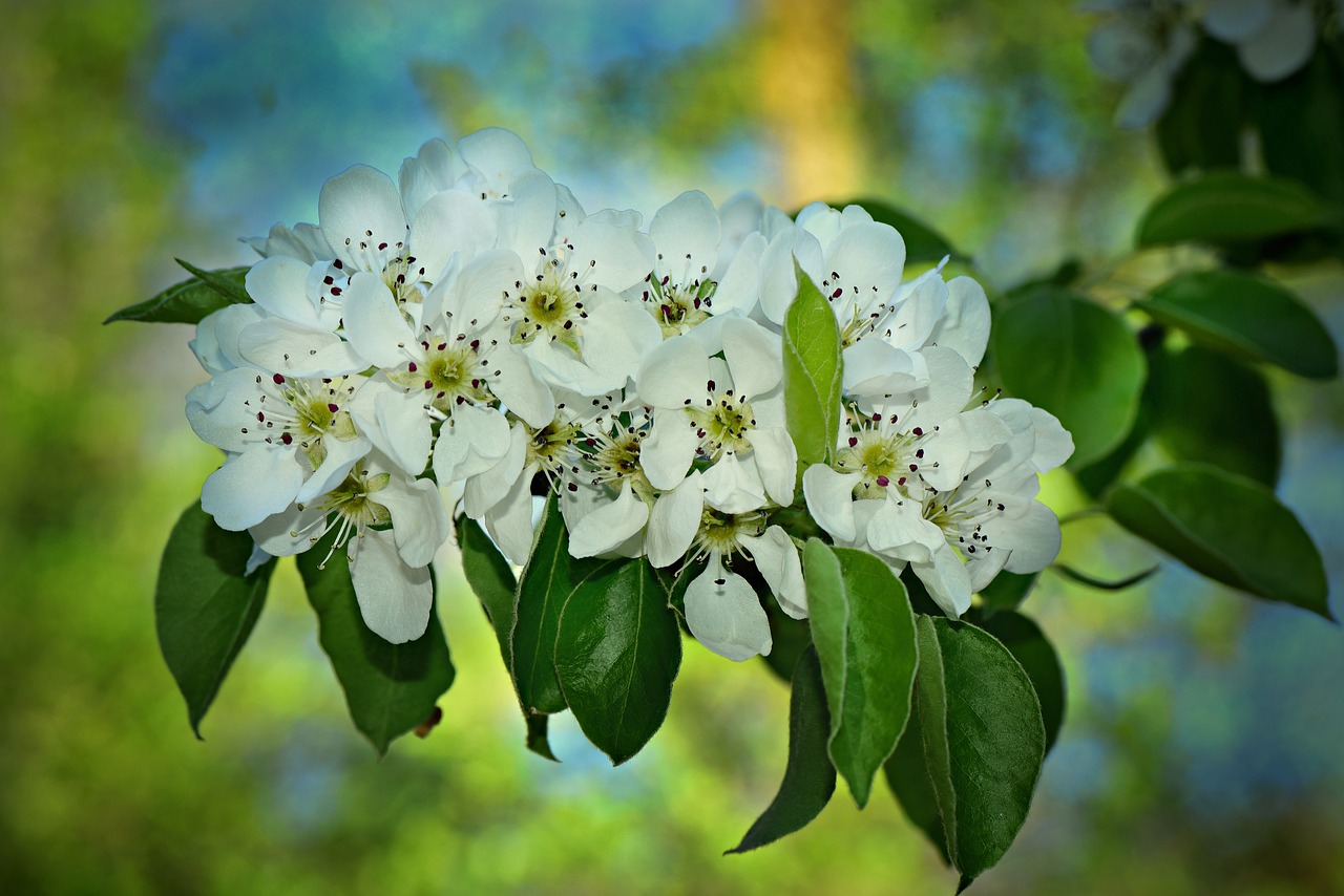 apple blossom  flower  branch free photo