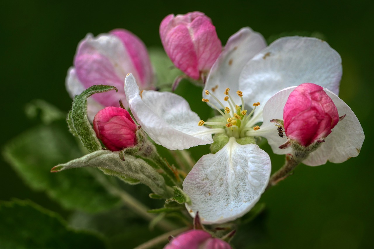 apple blossom  apple tree  bloom free photo