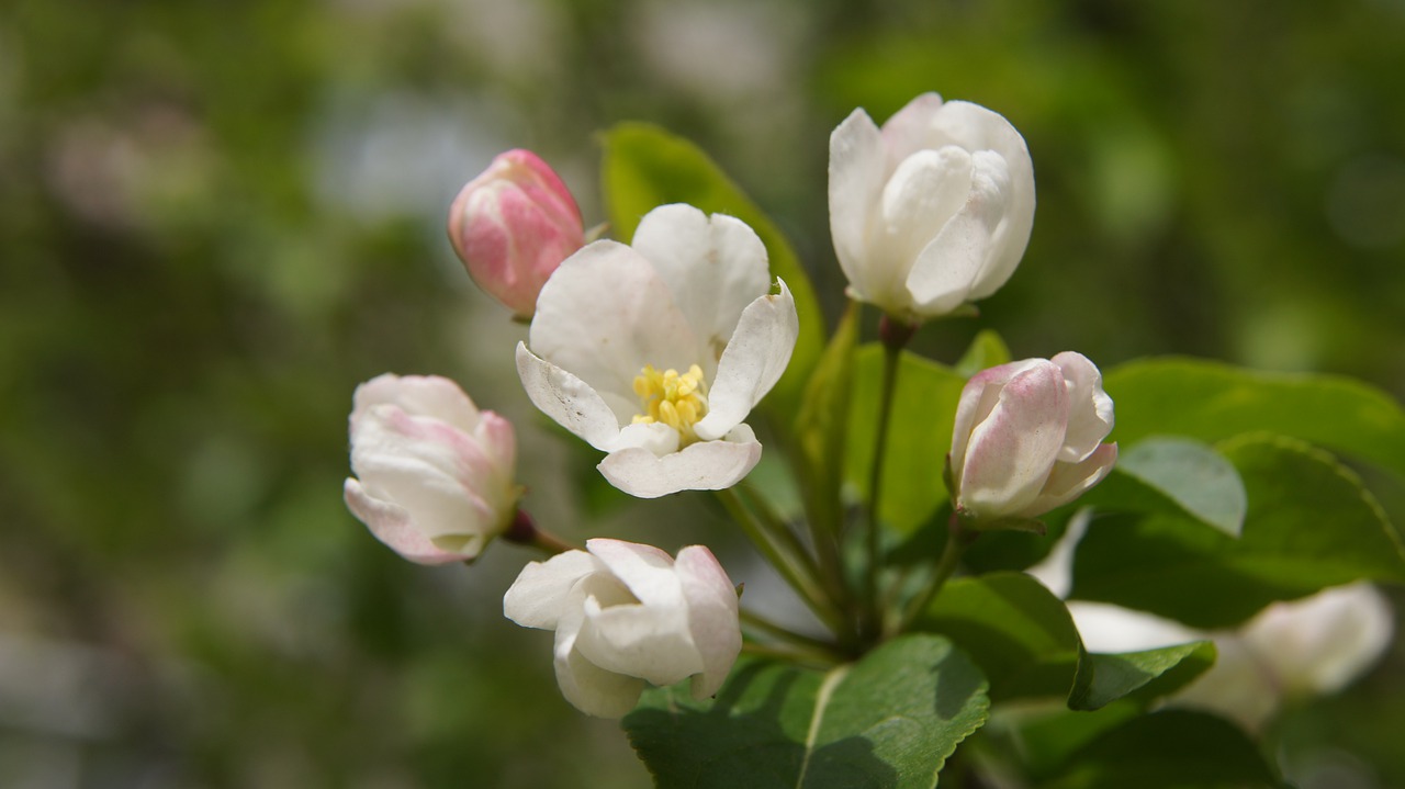 apple blossom  flower  bush free photo