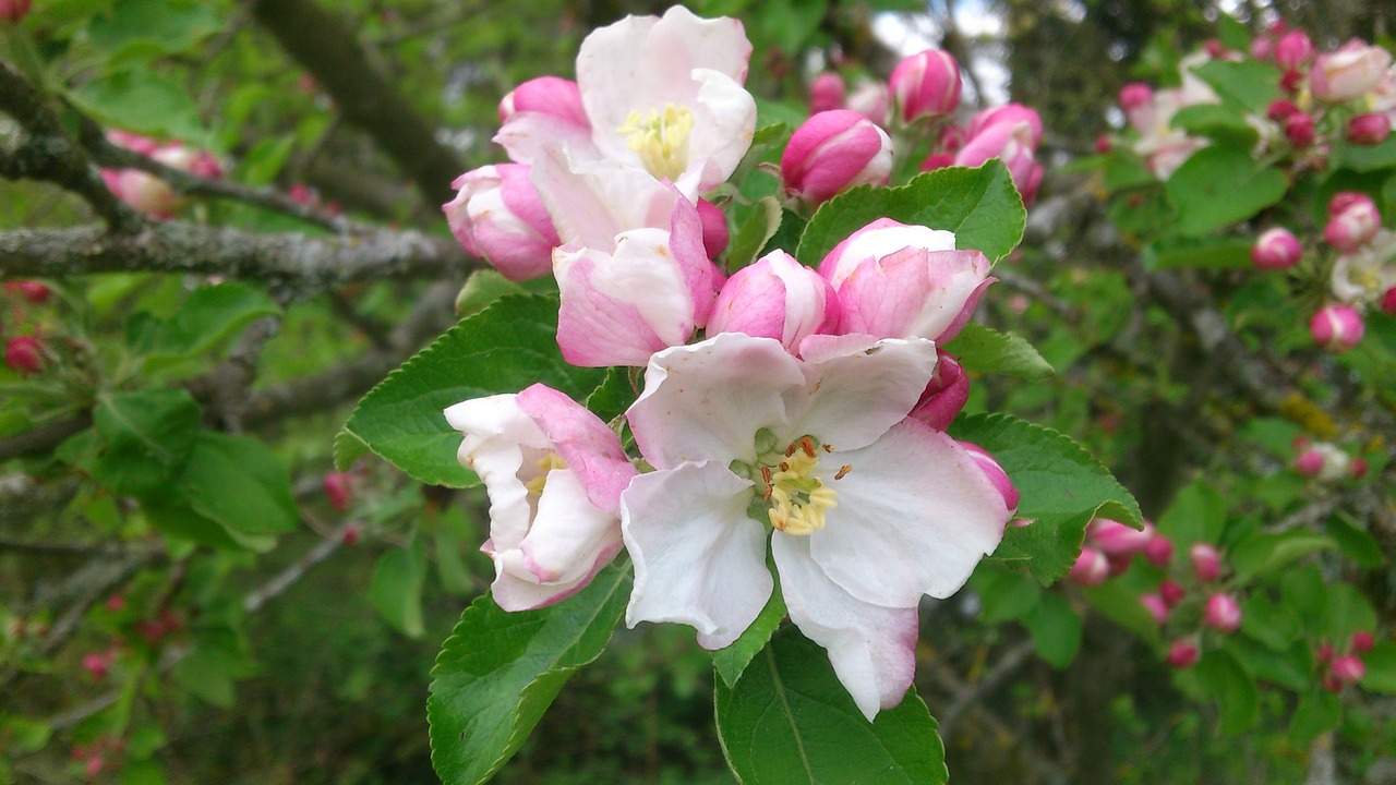 apple blossom spring apple tree free photo