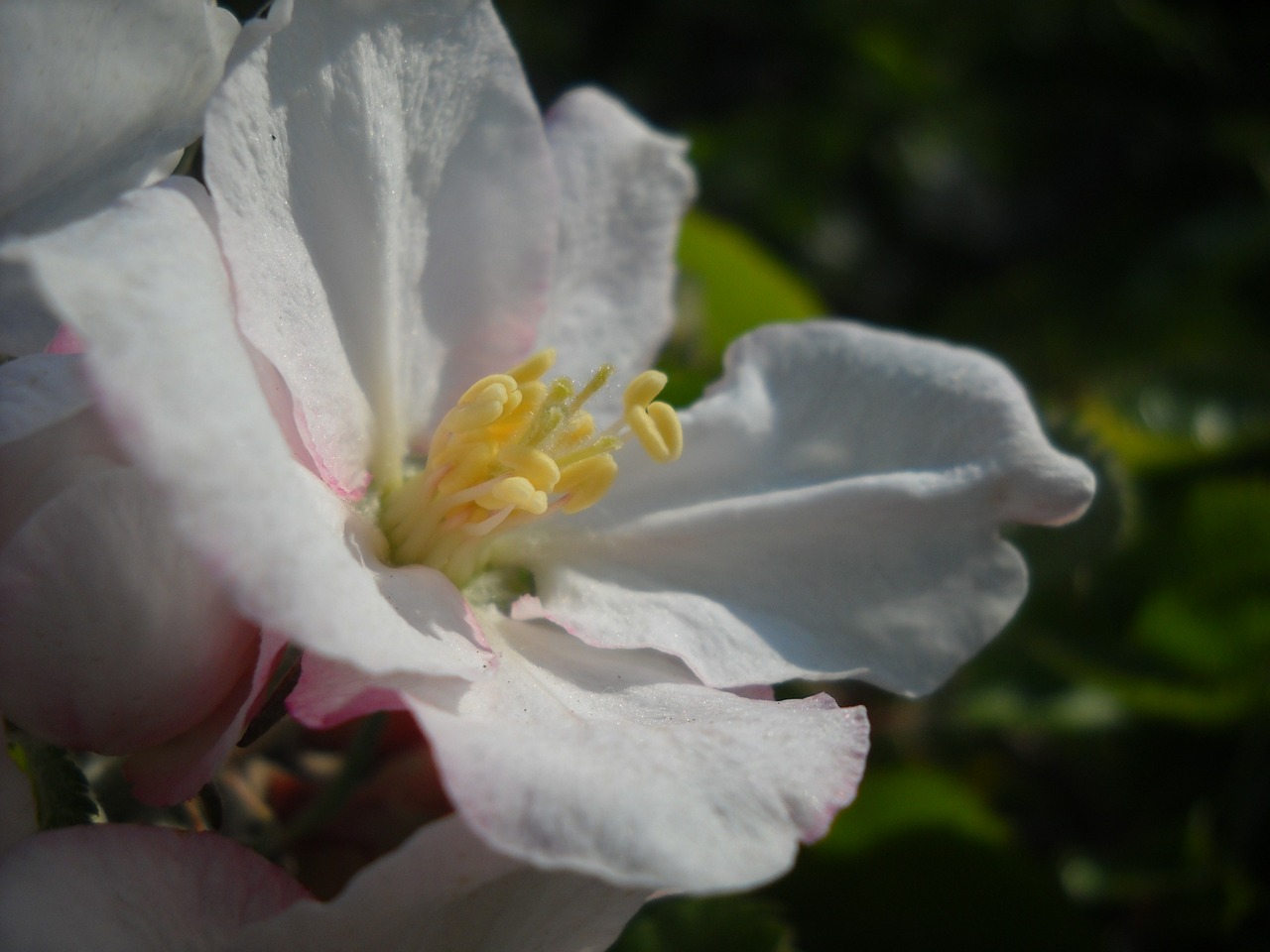 apple blossom close spring free photo