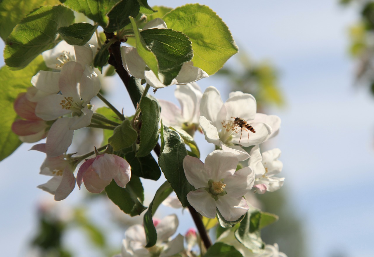 apple blossom insect apple free photo