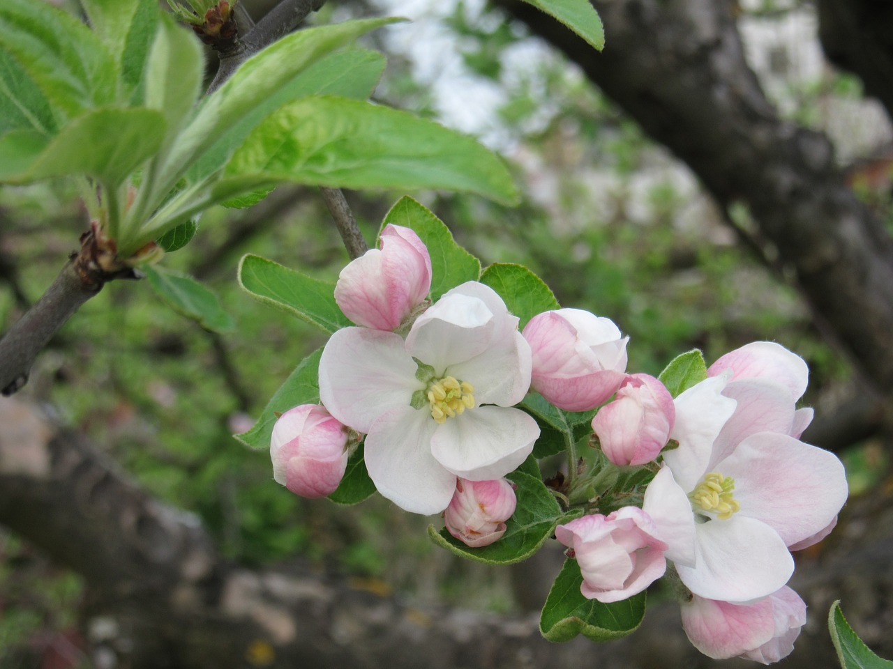 apple blossom blossom bloom free photo