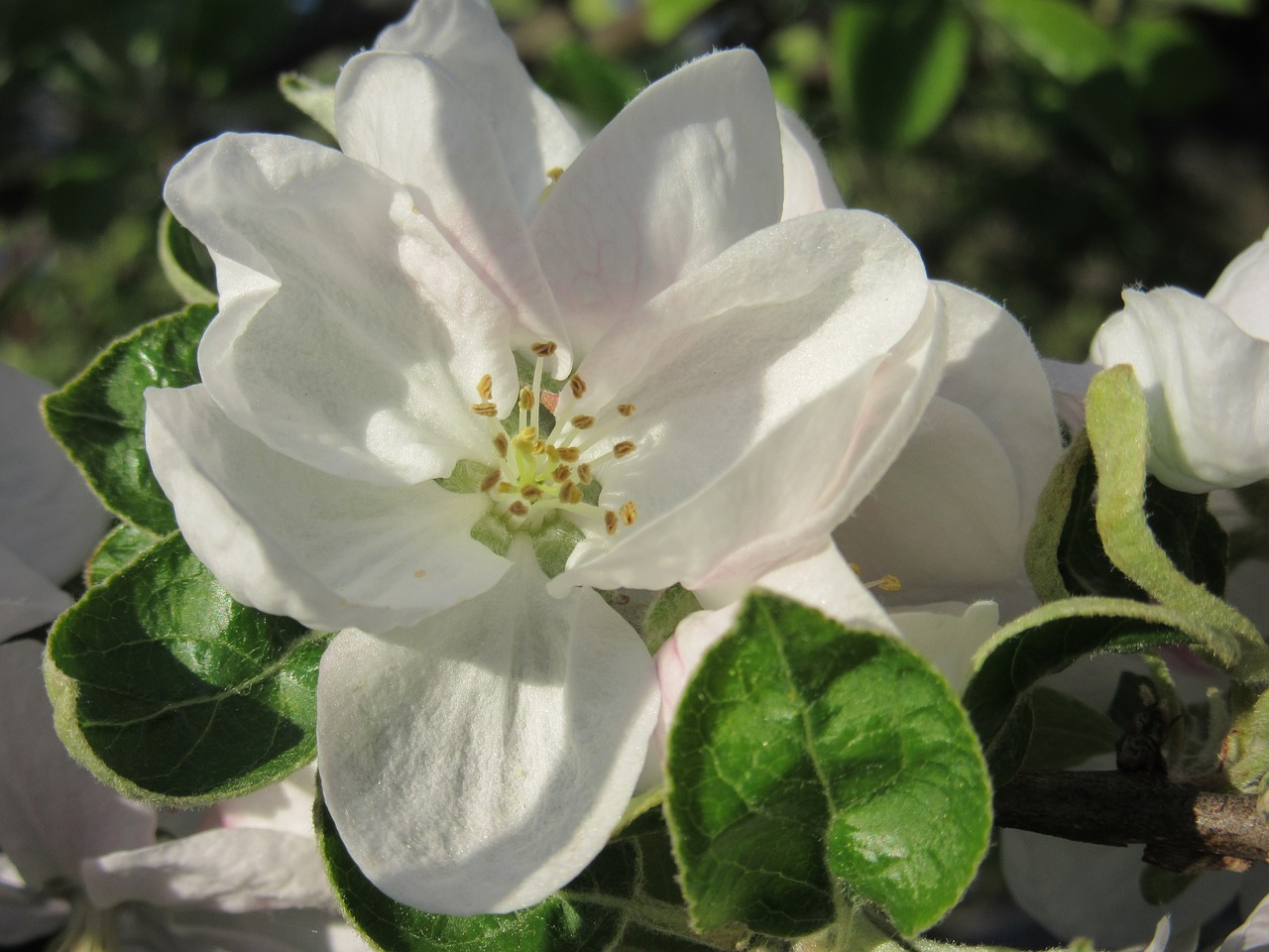 apple blossom blossom bloom free photo